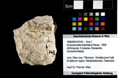 Foto (Objket + Etiketten) von Goniodromites bidentatus (Reuss, 1858) 